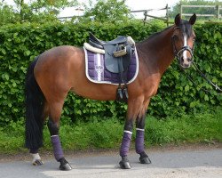 dressage horse Proud Smarty 3 (German Riding Pony, 2008, from Baltic Dream)