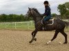 broodmare Valentinos Rubina K (Hanoverian, 2014, from Valentino)