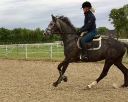 broodmare Valentinos Rubina K (Hanoverian, 2014, from Valentino)