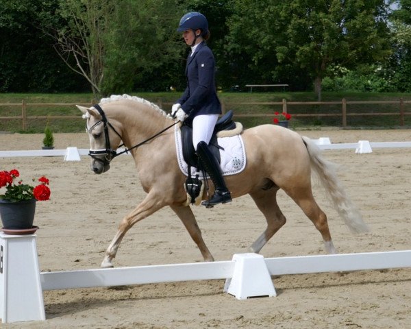 dressage horse DSP Gustl (German Riding Pony, 2014, from Golden State 2)