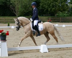 dressage horse DSP Gustl (German Riding Pony, 2014, from Golden State 2)