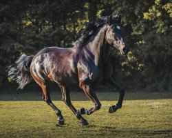 Springpferd Liya-Estelle (Holsteiner, 2012, von Larcon)