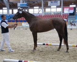 Zuchtstute Penelope (Deutsches Sportpferd, 2004, von Samba Hit I)