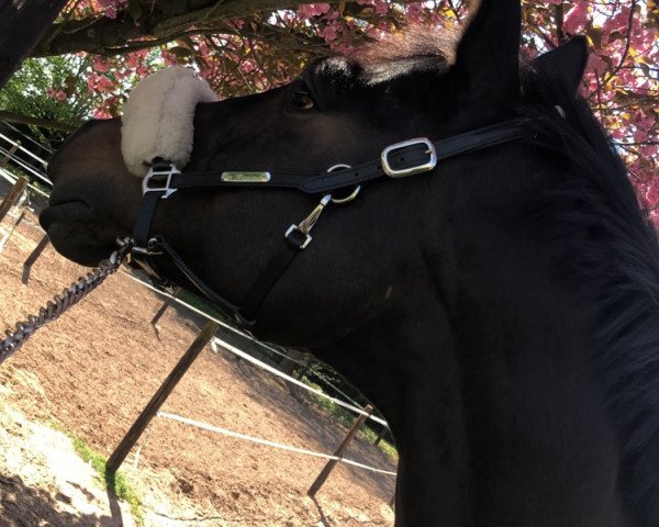 dressage horse Don Massimo 4 (Westphalian, 2012, from Desperados FRH)