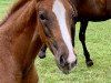 dressage horse Blümchen B (Oldenburg, 2019, from Callaho's Benicio)