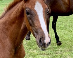 dressage horse Blümchen B (Oldenburg, 2019, from Callaho's Benicio)