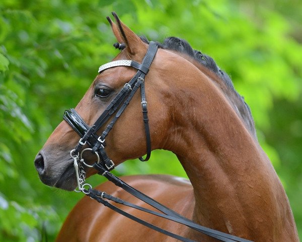 stallion Chambolain (German Riding Pony, 2011, from Cyriac WE)