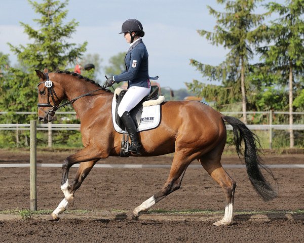 broodmare Valery 21 (German Sport Horse, 2015, from Van Vivaldi)