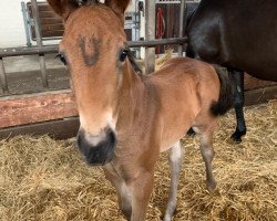 dressage horse Incognita 4 (Mecklenburg, 2019, from Incognito)