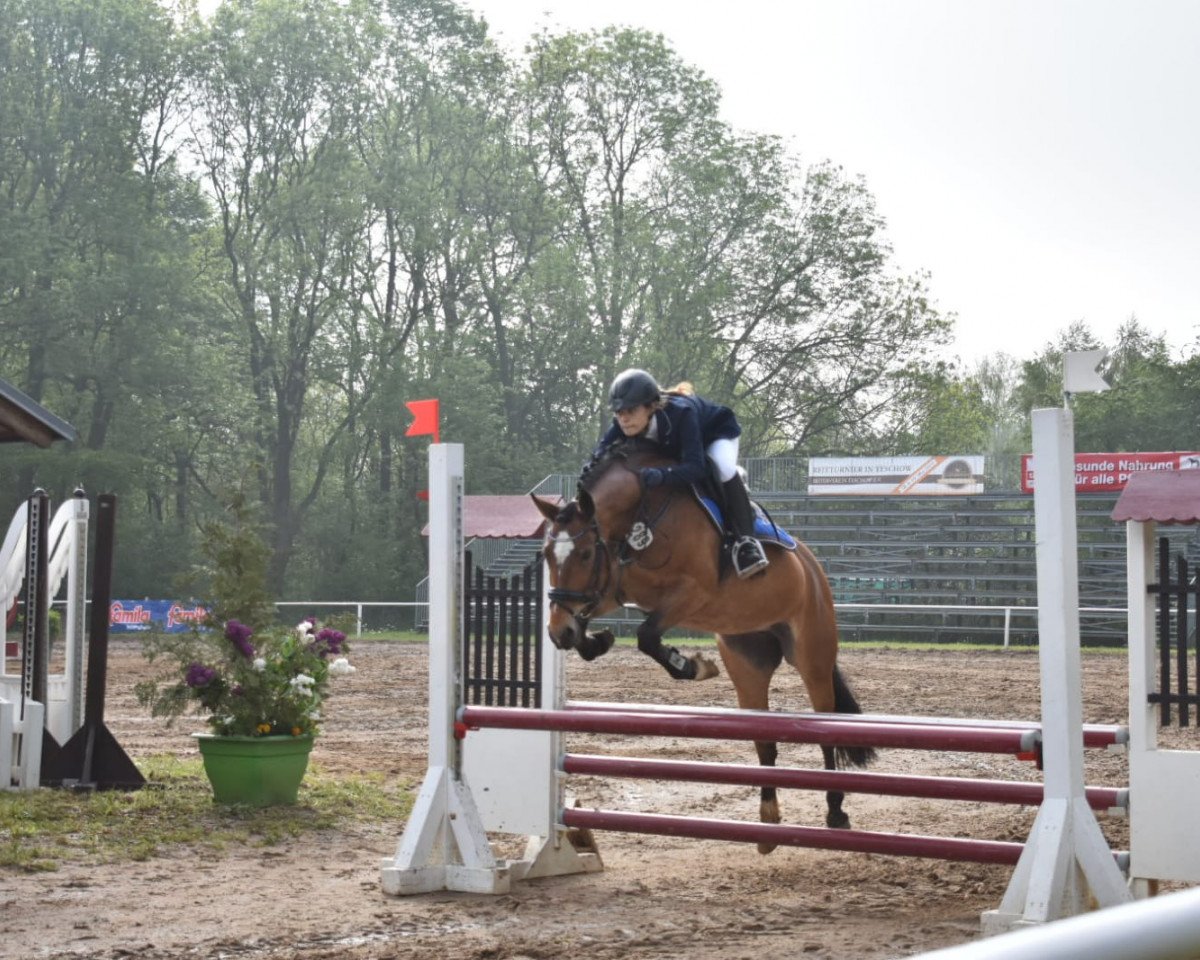 broodmare Sydney (unknown, 2008, from Firstgraaf)