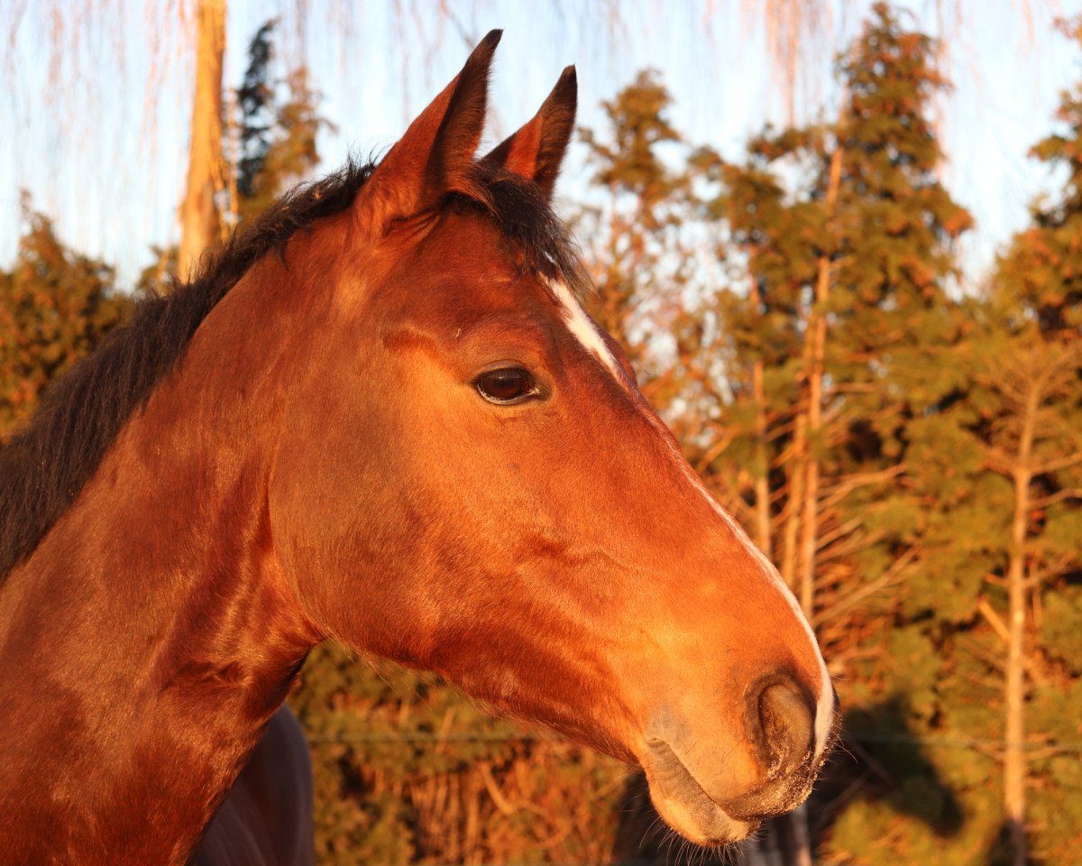 jumper Quinn Firestar (Hanoverian, 2013, from Quintender 2)