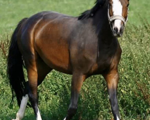 broodmare Elja (German Sport Horse, 2007, from Epsom Gesmeray)