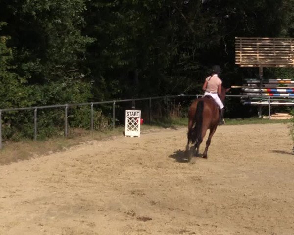 Reitturnier Bühren-Breckerfeld 2016