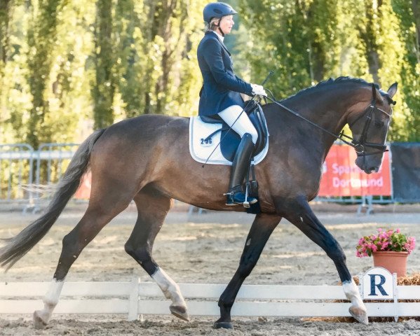 dressage horse Dubios (Westphalian, 2014, from Diamond Magic)