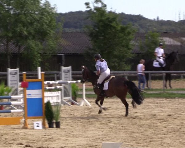 Reitturnier Bühren-Breckerfeld 2016