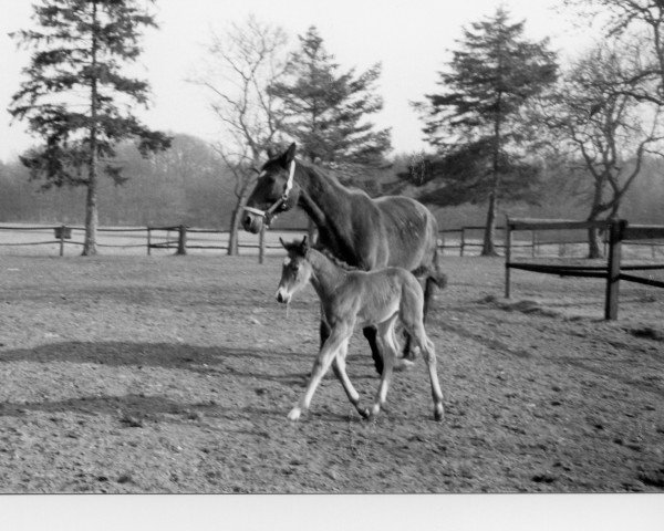 broodmare Kabona (Holsteiner, 1973, from Fidelio)