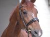 dressage horse Rainmann 2 (Württemberger, 2009, from Rubin Royal OLD)