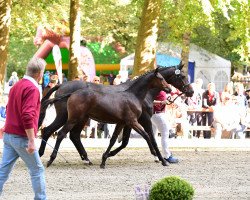 Zuchtstute Lafayette B (Holsteiner, 2018, von Catch)