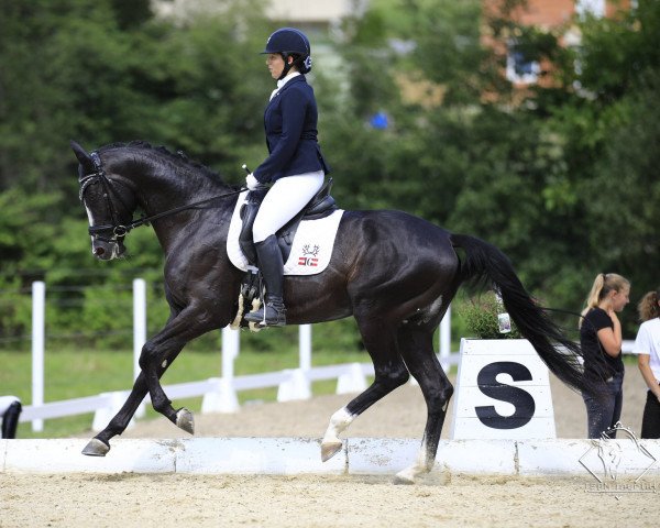 dressage horse Special Touch (Trakehner, 2015, from Touch my Heart)