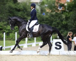 dressage horse Special Touch (Trakehner, 2015, from Touch my Heart)