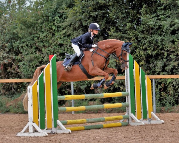 jumper Going On (German Riding Pony, 2002, from Going Top)
