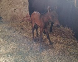 broodmare It’s Showtime (Oldenburg, 2019, from Showdancer)