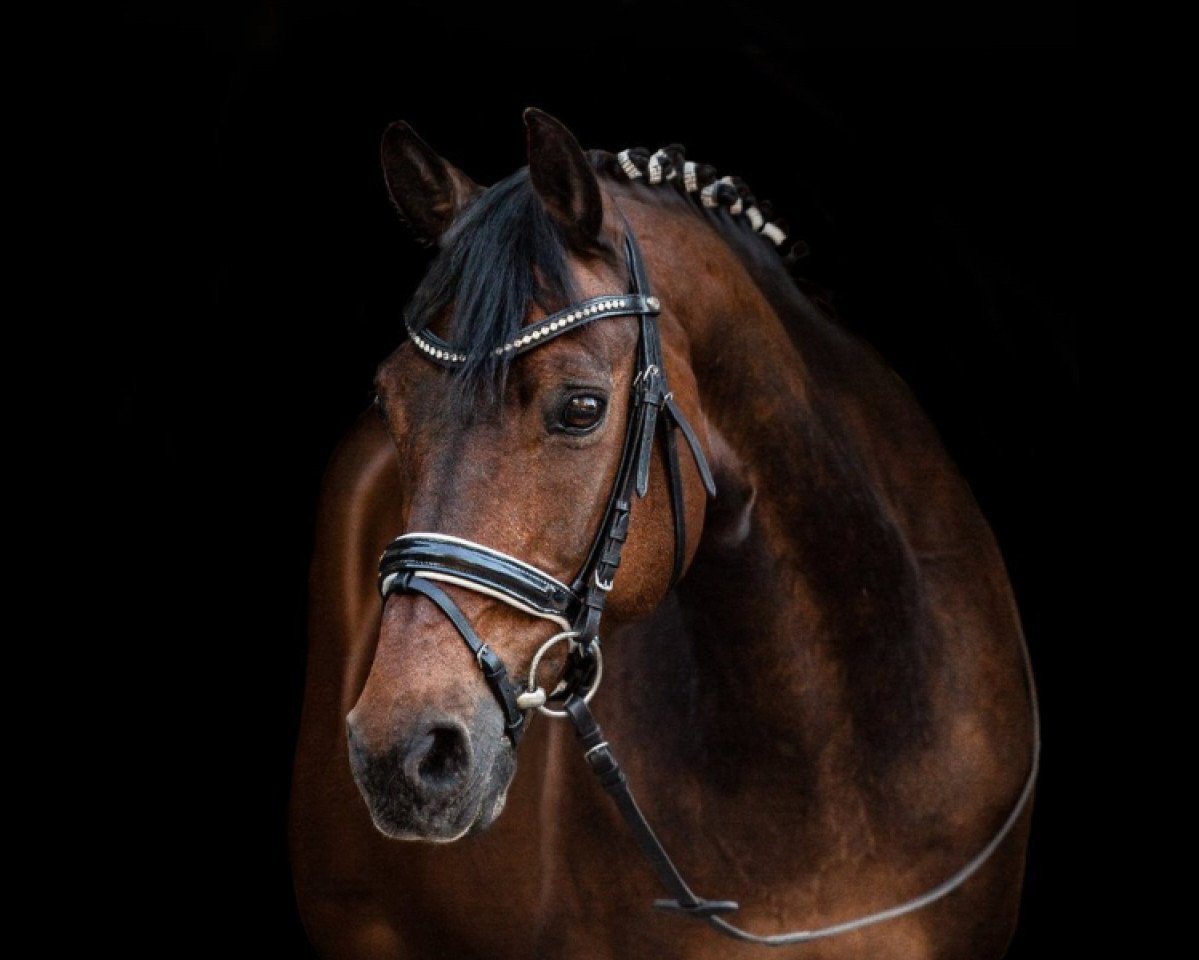 dressage horse Ocean Boy (German Riding Pony, 2003, from Ombri B)