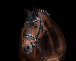 dressage horse Ocean Boy (German Riding Pony, 2003, from Ombri B)