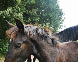 horse Scotti Samuele (Friesian-Mix, 2021, from Castor)