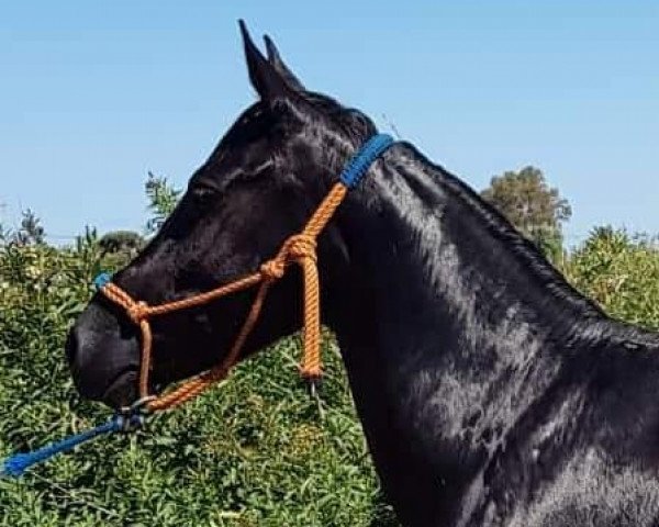 horse AMANDA (Cruzado, 2013)