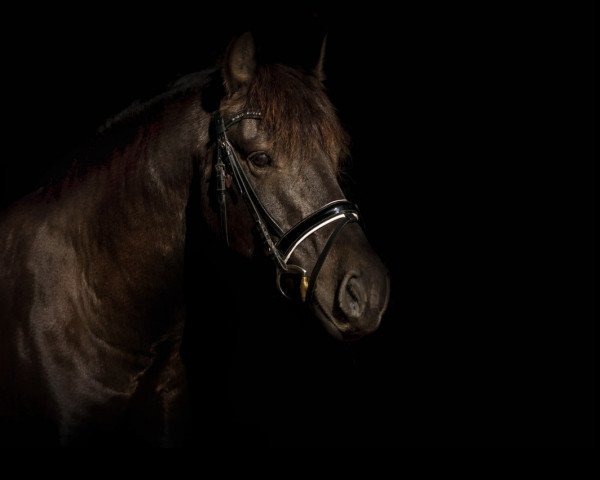 dressage horse Miro (Welsh Mix, 2009)