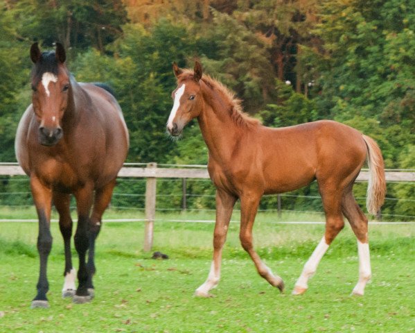 Zuchtstute Balera Blue (Westfale, 2015, von Baccardi)