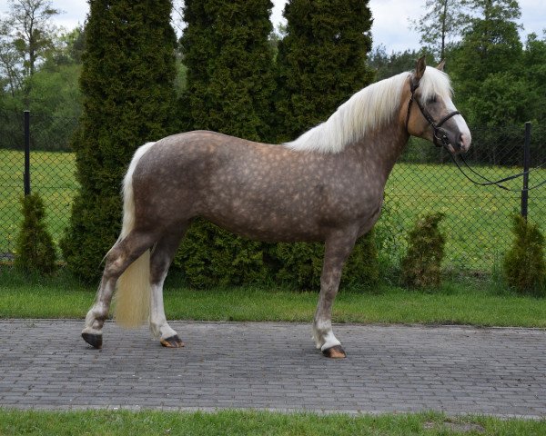Pferd Salna (Litauer Warmblut, 2016)