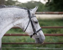 broodmare Claire de Lune (Hanoverian, 2007, from Calido I)