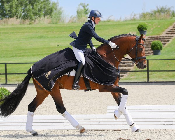 stallion Franco Nero (Hanoverian, 2014, from Franziskus FRH)