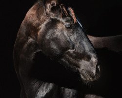 dressage horse Funkel Stern (Bavarian, 2017, from Federico Fellini)