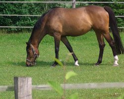 broodmare Fabiene (Westphalian, 2005, from Faberge)