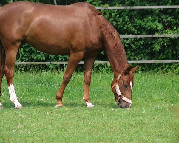 broodmare BIANIE (Westphalian, 2011, from Basic)