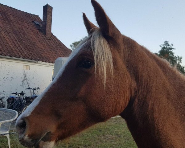 jumper N-Dorfkind (German Riding Pony, 2017, from Heidbergs Nancho Nova)