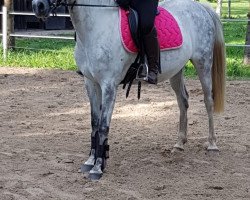 dressage horse Crispie (German Riding Pony, 2009, from Heidbergs Nancho Nova)