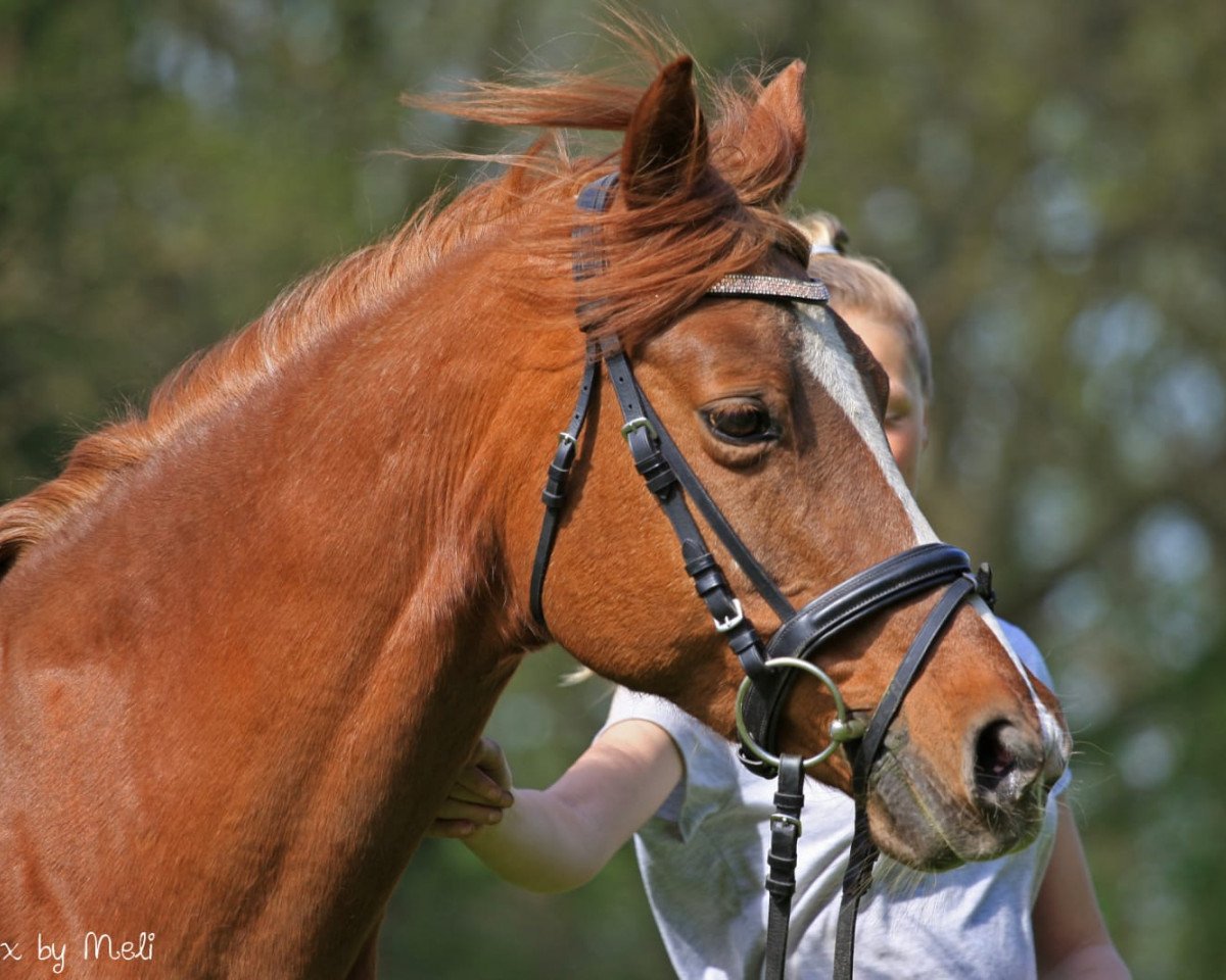 broodmare Diamantina AT (German Riding Pony, 1999, from Dressman)