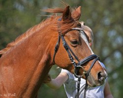 Zuchtstute Diamantina AT (Deutsches Reitpony, 1999, von Dressman)