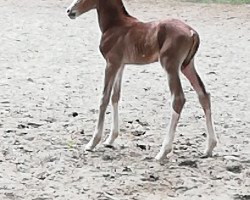 Dressurpferd Chardonnay de luxe (Deutsches Reitpony, 2019, von Calimero)