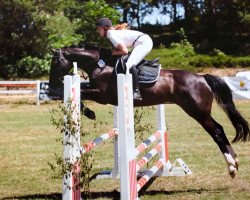 jumper Get Lucky (Hanoverian, 2010, from Gabbiano 9)