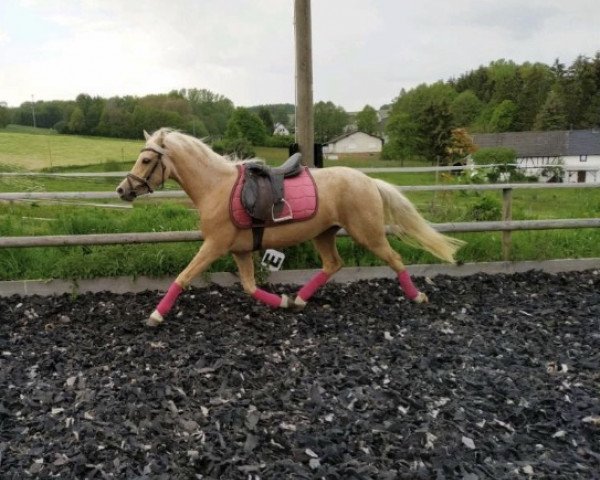 Springpferd Golden Summerbreeze MW (Deutsches Reitpony, 2016, von Nadir vom Splitting WE)