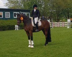 dressage horse Timberland 26 (Oldenburg, 2015, from Tolegro)