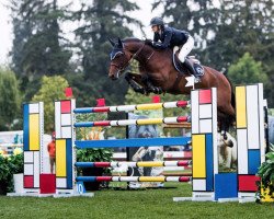 jumper Celena VDL (KWPN (Royal Dutch Sporthorse), 2007, from Mr Blue)