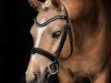 dressage horse Good Heart (German Riding Pony, 2015, from Going East)