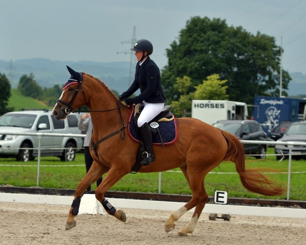 Springpferd Locksley 26 (Hannoveraner, 2013, von Lemony's Nicket)