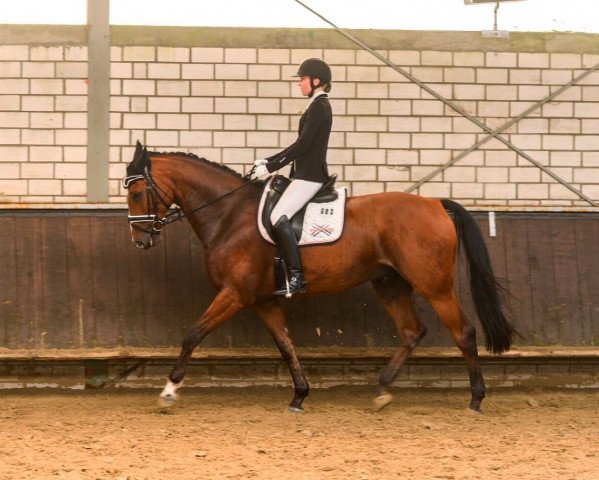 dressage horse Monte Porto (Westphalian, 2008, from Montendro)